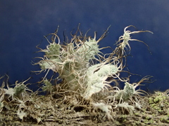 Heterodermia namaquana