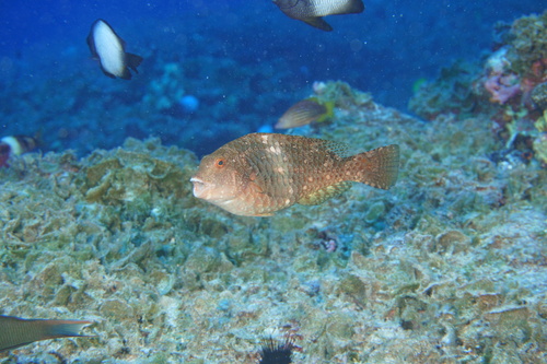 Yellowbar parrotfish (Calotomus zonarchus) — Scaridae