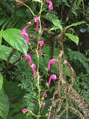 Centropogon urubambae