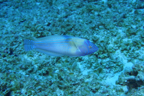 Lined coris (Coris ballieui) — Labridae — 3