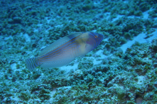 Lined coris (Coris ballieui) — Labridae — 2