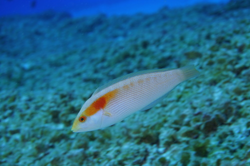 Lined coris (Coris ballieui) — Labridae — 4