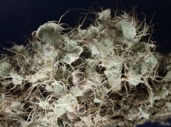 Heterodermia namaquana
