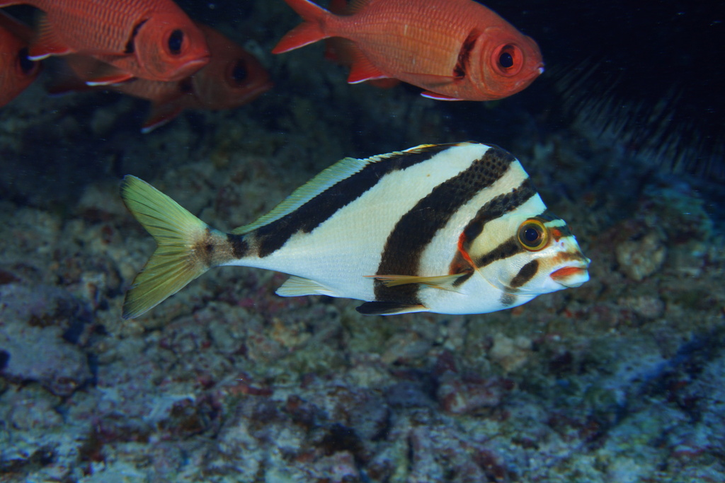 Hawaiian morwong (Cheilodactylus vittatus) — Cheilodactylidae