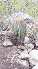 Astrophytum ornatum