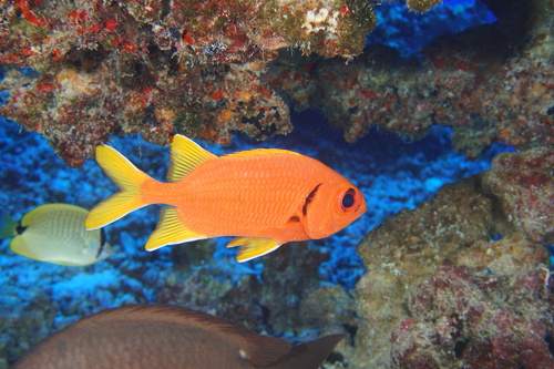 Yellowfin soldierfish (Myripristis chryseres) — Holocentridae — 4