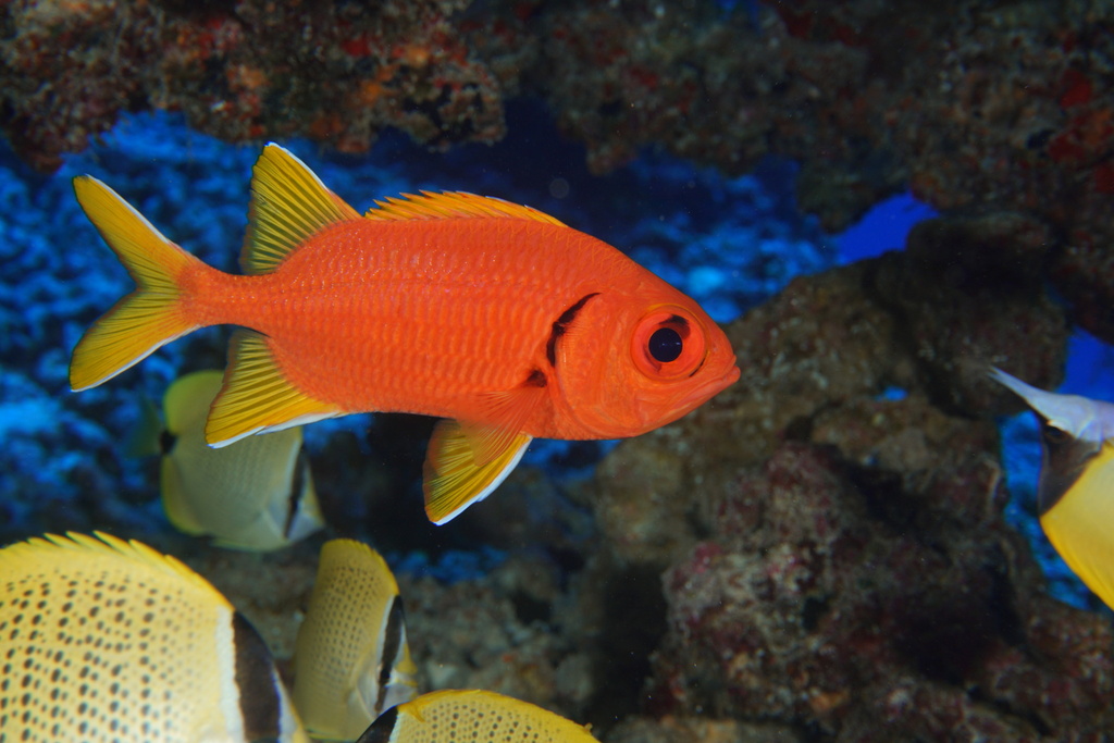 Yellowfin soldierfish (Myripristis chryseres) — Holocentridae