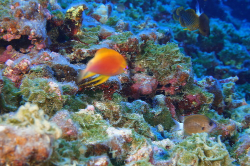 Pseudanthias hawaiiensis observed 2017-09-17