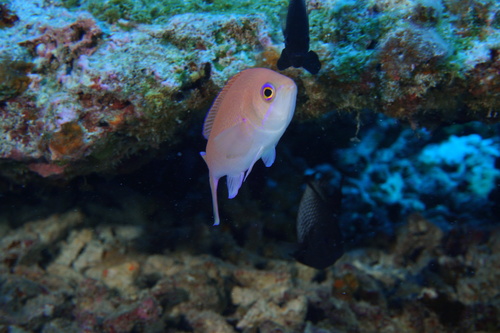 Pseudanthias thompsoni observed 2017-09-16