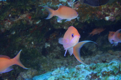 Pseudanthias thompsoni observed 2017-09-16