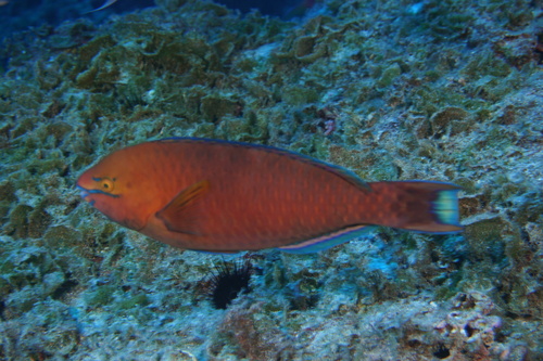 Regal parrot (Scarus dubius) — Scaridae