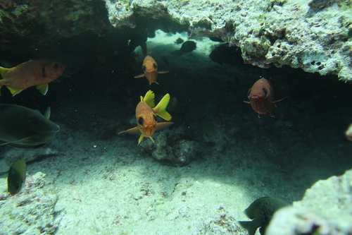 Myripristis chryseres observed 2024-08-24
