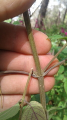 Salvia iodantha