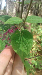 Salvia iodantha