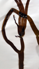 Glaphyrosiphon lindauri