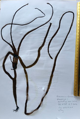 Glaphyrosiphon lindauri