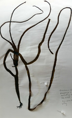 Glaphyrosiphon lindauri