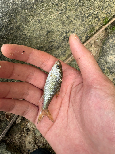 Mekong barb (Poropuntius deauratus) — Cyprinidae