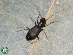 Oxycheila