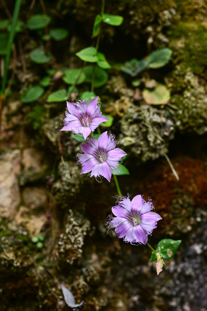 Metagentiana rhodantha (Metagentiana rhodantha)