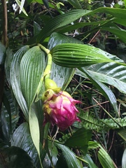 Elleanthus capitatus