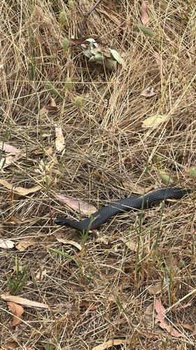 Red-bellied Black Snake sighting