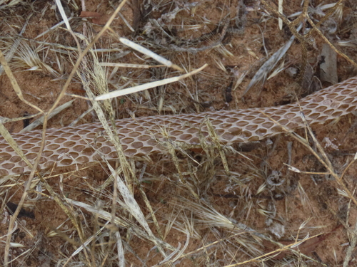 Mulga Snake sighting