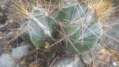 Astrophytum ornatum