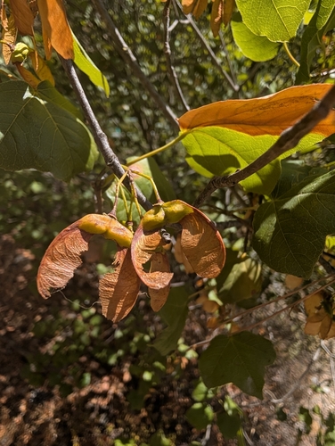 Syrian maple (Acer obtusifolium)