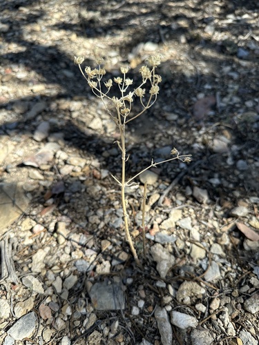 Inyo frasera (Frasera puberulenta)