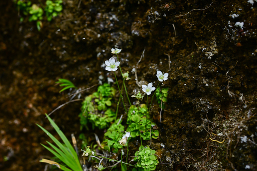 Parnassia petitmenginii