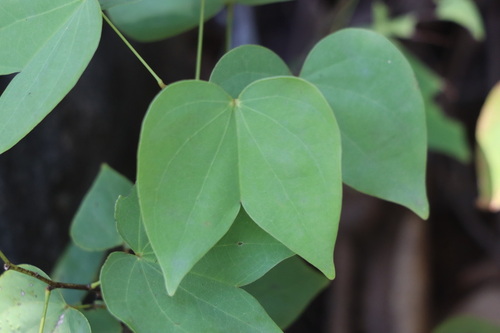 Champion's Bauhinia