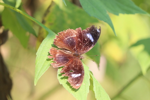 Great Eggfly