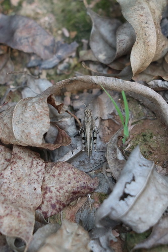 Carinate Locust