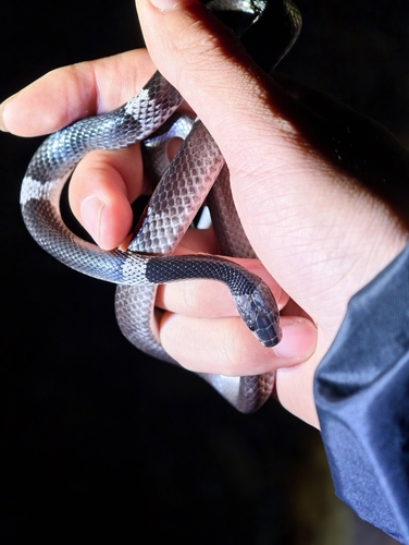 Indochinese Banded Wolf Snake
