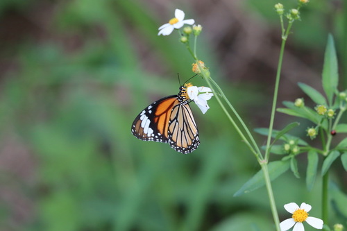 Common Tiger Butterfly