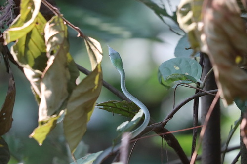 Oriental Whipsnake