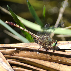 Arigomphus pallidus