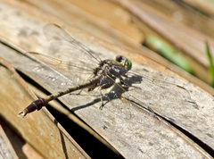 Arigomphus pallidus