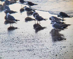 Leucophaeus atricilla