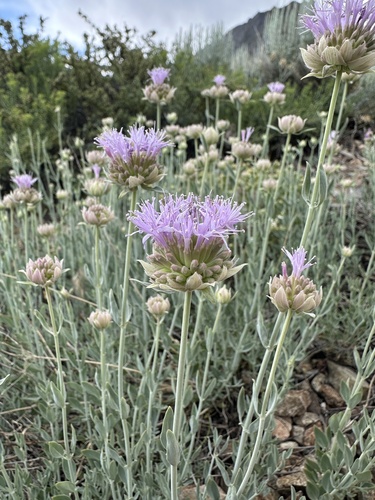Flaxleaf Monardella (Monardella linoides)