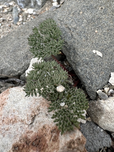 gray springparsley (Cymopterus cinerarius)