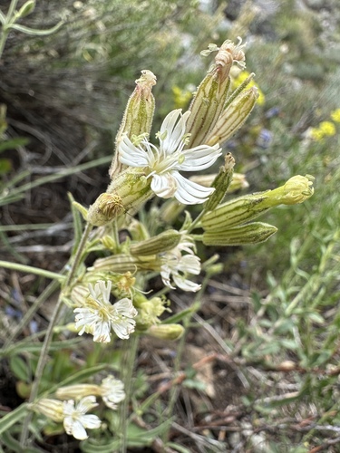 Palmer's Catchfly (Silene bernardina)