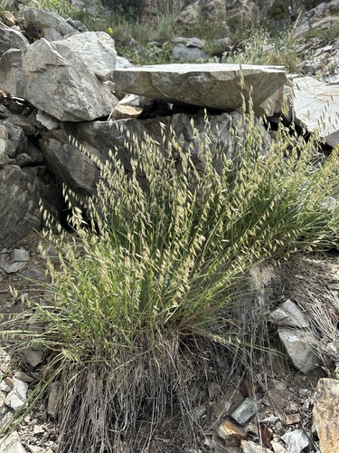rock melic (Melica stricta)
