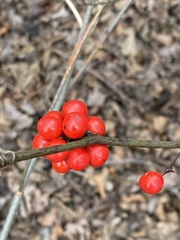 Smilax walteri