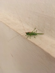 Conocephalus longipes