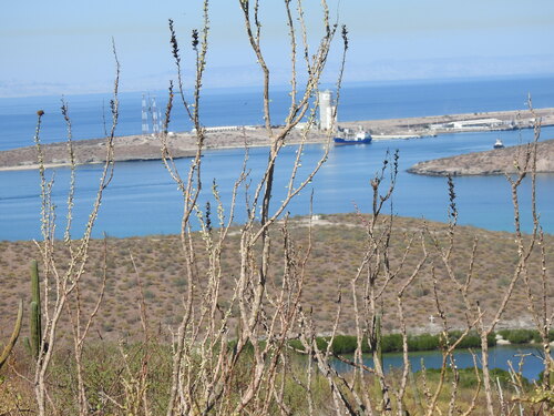 Pichilingue (Fouquieria burragei)