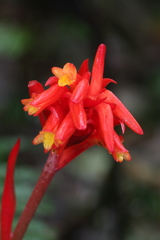 Coccineorchis