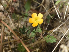 Kallstroemia peninsularis