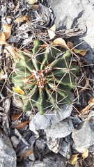 Ferocactus echidne
